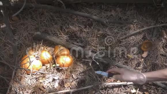 年轻女子在森林里采蘑菇一个女孩用刀在森林里割一个可食用的蘑菇蘑菇采摘机视频的预览图