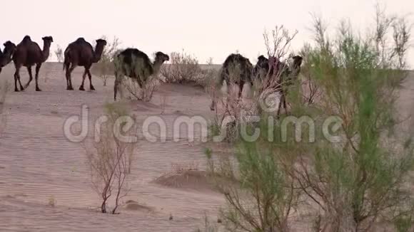 骆驼漫游沙漠视频的预览图