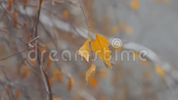 白桦树的枯叶视频的预览图
