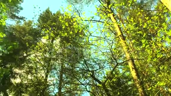 日落时的夏林透过树梢仰望阳光透过绿叶照耀视频的预览图