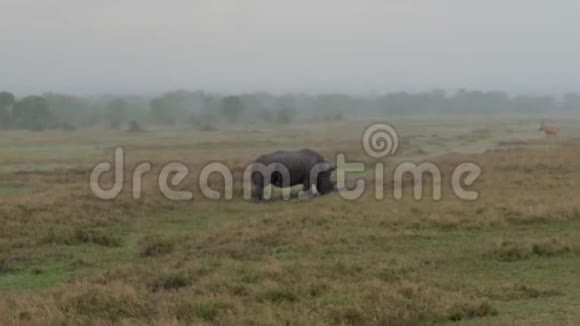 在大雨中的非洲草原上犀牛在草地上行走和放牧视频的预览图