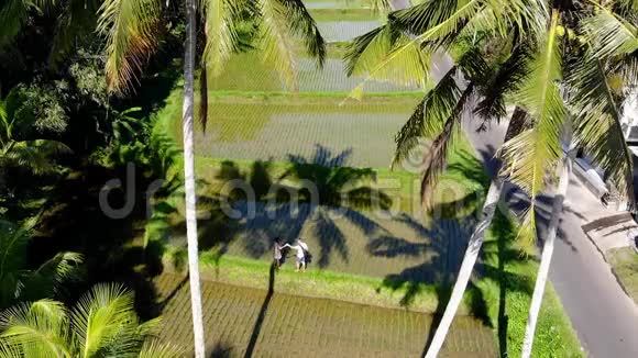 空中无人机镜头的夫妇刺在稻田高掌巴厘岛视频的预览图