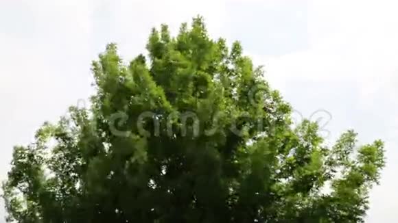 树被风吹着视频的预览图