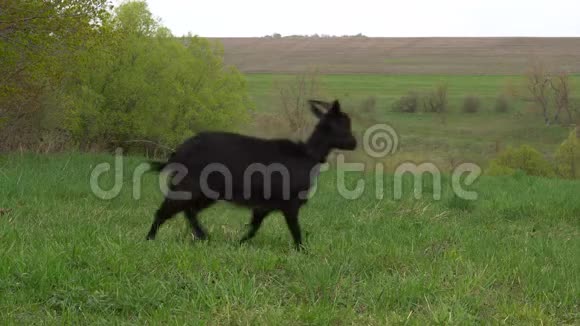 一只小黑公山羊的特写有小胡子和角视频的预览图