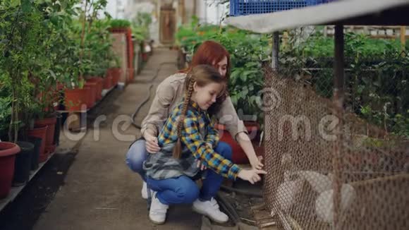 温室工人和她兴奋的女儿正在大温室里的笼子里玩兔子家养动物视频的预览图