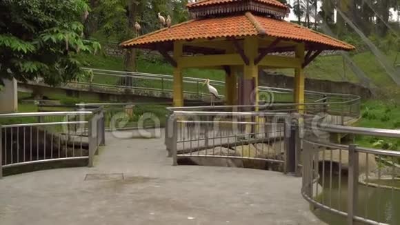 stadicam拍摄的是一个有瀑布的鸟类公园和热带地区的长长的走道相机揭示了一组黄色计费视频的预览图