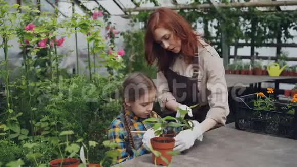 穿着围裙的漂亮女园丁和她可爱的孩子用园艺在温室里的盆栽植物中搅动土壤视频的预览图
