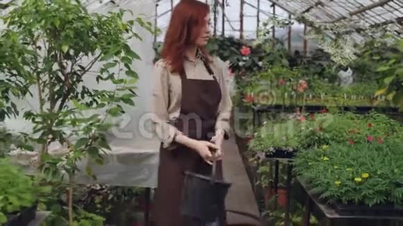 年轻漂亮的女花匠穿着围裙手里拿着水桶穿过大温室环顾四周的绿色植物视频的预览图
