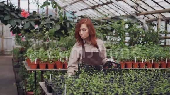 穿围裙的温室工人正在收集装有幼苗的花盆看着它们放进塑料盒子里种植植物视频的预览图