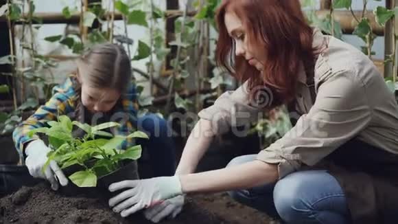 年轻的女园丁和她可爱的女儿正在把土壤放在花盆里同时在温室里种幼苗视频的预览图