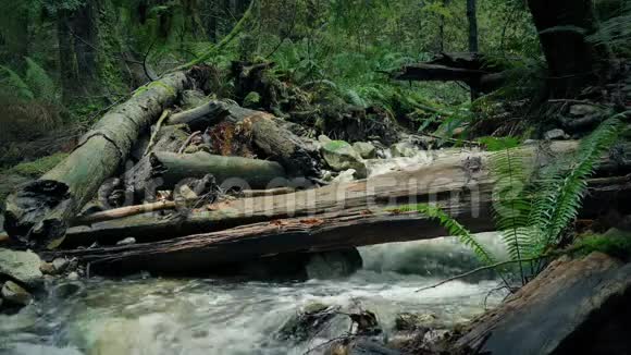 带着原木的野生森林河流视频的预览图