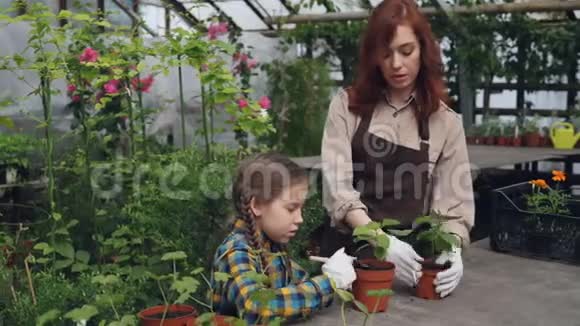 年轻的农民在温室里工作在盆栽里搅拌土壤而她乐于助人的女儿则在帮她园艺视频的预览图
