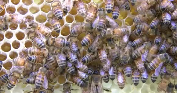 蜂蜜和蜡的蜜蜂视频的预览图