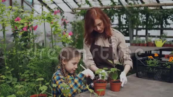 年轻的花店老板和她的孩子正在用园艺工具和谈话用绿色植物在花盆里锄土视频的预览图