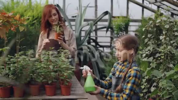 有帮助的女儿正在温室里帮她妈妈用喷雾瓶把水洒在盆花上农业视频的预览图
