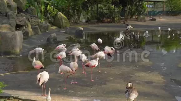 一个热带鸟类公园的全景拍摄里面有很多不同的鸟视频的预览图
