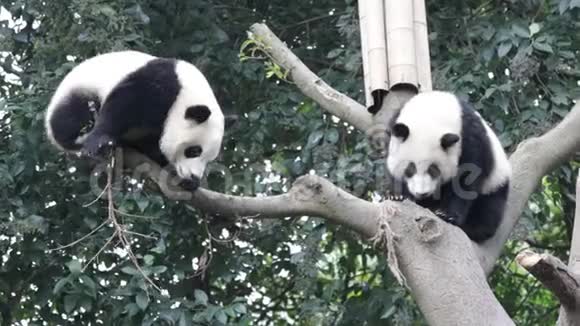 成都的小熊猫宝宝视频的预览图