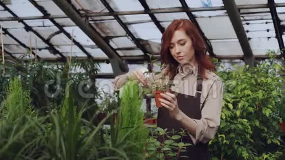 漂亮的女农民穿着围裙在大温室里工作时用水喷洒植物职业视频的预览图