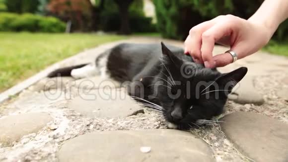 一只雌猫在花园里抚摸一只熟睡的黑猫视频的预览图