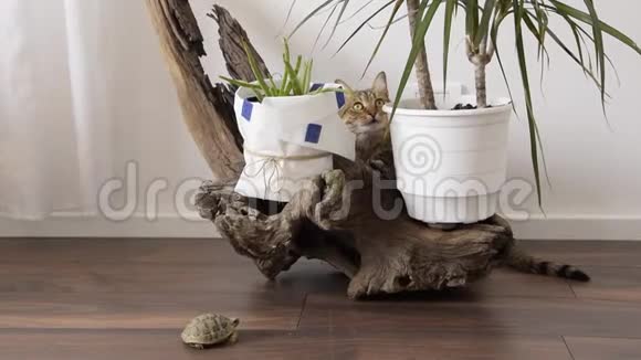 欧洲家猫在家玩一只小乌龟在附近视频的预览图