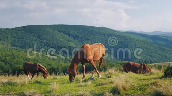 几匹马在一个风景如画的山谷里在群山的背景下放牧绿色旅游概念视频的预览图