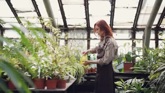 穿制服的开朗的女工正在用花盆给果园里的绿植浇水年轻漂亮的女人视频的预览图