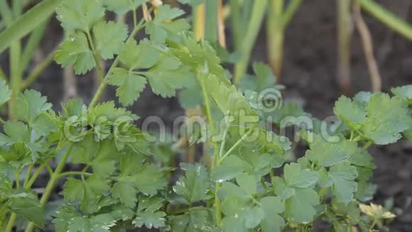 近距离观看欧芹植物农业园艺视频的预览图