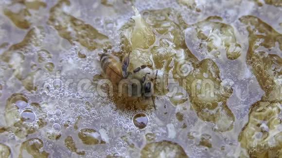 蜂蜜和蜡的蜜蜂视频的预览图