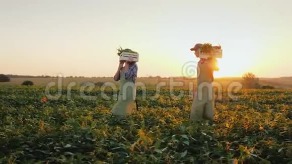 一家农民带着蔬菜的箱子穿过田野有机农业和健康饮食观念视频的预览图
