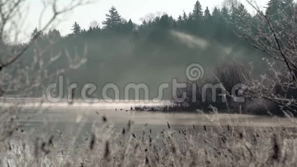 鹿湖雾不列颠哥伦比亚省4KUHD视频的预览图