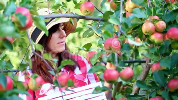 特写女农民或农学家戴着帽子在晴朗的秋日在果园里摘苹果的肖像视频的预览图