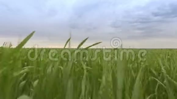通过绿色麦田进行极低的空中飞行视频的预览图