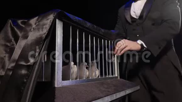 魔术师在黑暗中从笼子里拿出一只白鸽视频的预览图
