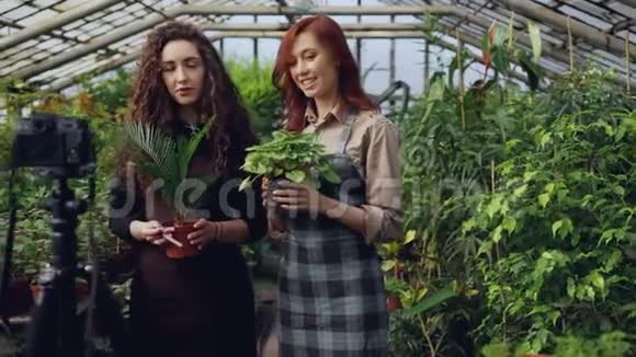 温室的热门博主们正在用摄像机录制关于盆栽花卉的视频许多盆栽的绿色植物视频的预览图