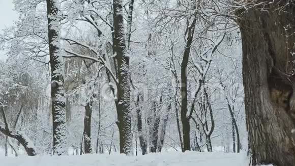 在公园或森林里下雪阴天的冬天视频的预览图