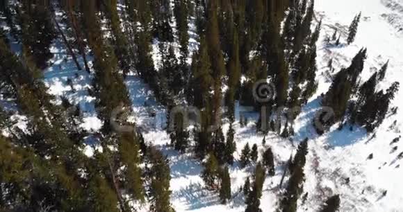 科罗拉多州洛维兰帕斯大树4K视频的预览图