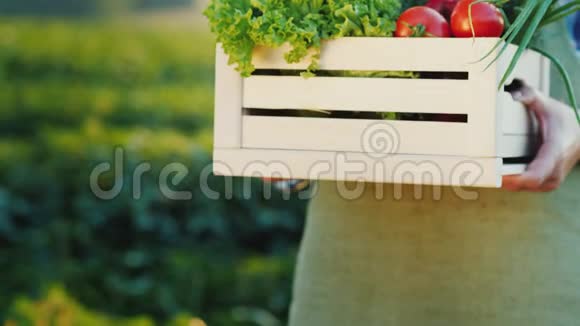 农夫拿着一个木箱里面有一套新鲜的蔬菜和斯维奥戈田小农场的有机食品视频的预览图
