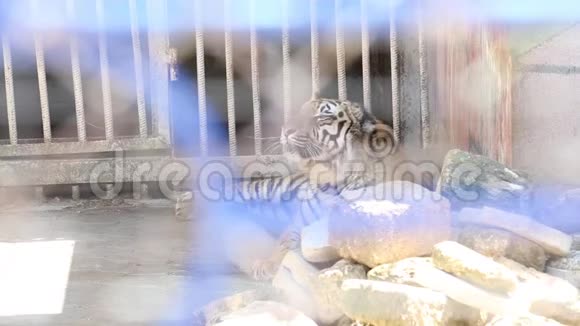 动物园里的漂亮老虎视频的预览图