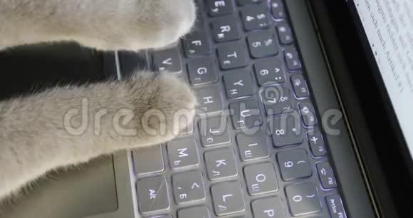 猫脚印在电脑上TT视频的预览图