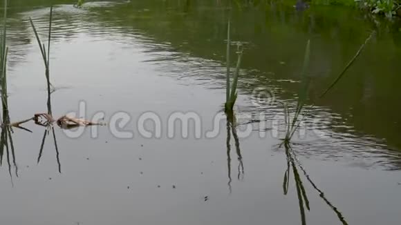 快速的森林溪流水上运动绿色植物视频的预览图