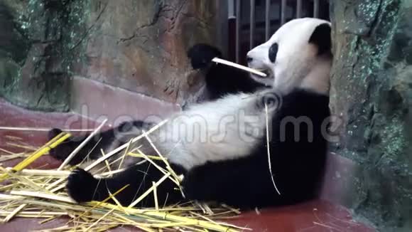 可爱的熊猫在动物园吃竹茎媒体懒惰的熊猫躺着有力的牙齿咬着坚韧的竹秆魅力视频的预览图