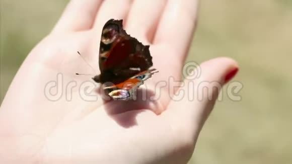 女孩手上孔雀蝴蝶视频的预览图