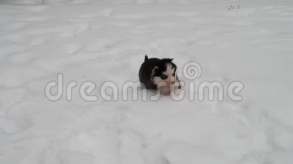 哈士奇小狗在冬天散步视频的预览图