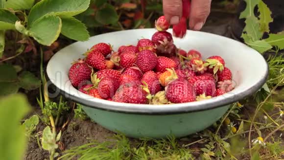 在花园或有机果园收集的新鲜成熟草莓视频的预览图