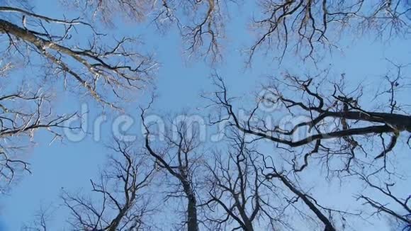 冬天橡树的顶端视频的预览图