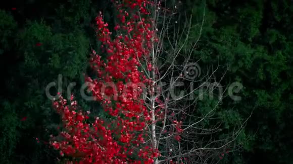 摘要红叶树迎风脱落视频的预览图