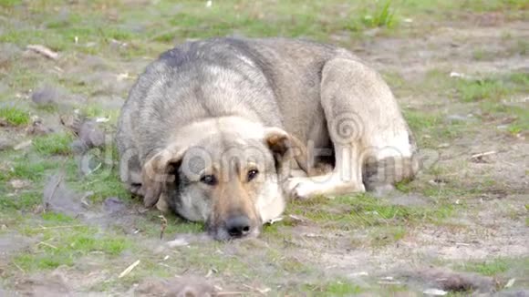 流浪狗在草地上休息视频的预览图