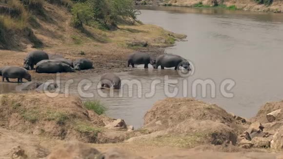 非洲野生河马在炎热的日子里走进河去凉快视频的预览图