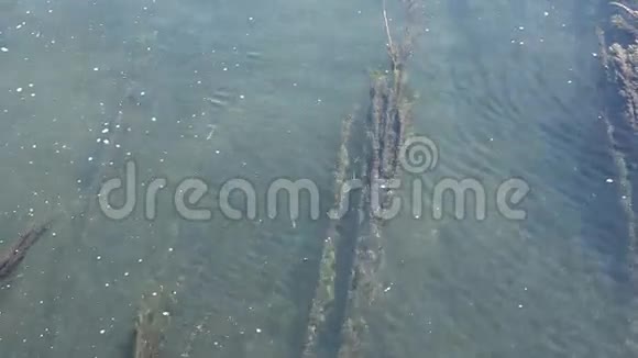 水和鱼中的藻类视频的预览图