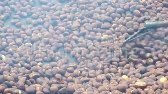 在烤炉上煮大量的栗子栗子用耙子移动秋天栗栗节视频的预览图